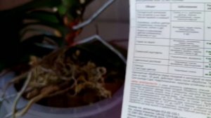 Любимая орхидея "Песнь Прибоя" (Serf song) после лечения - состояние фаленопсиса