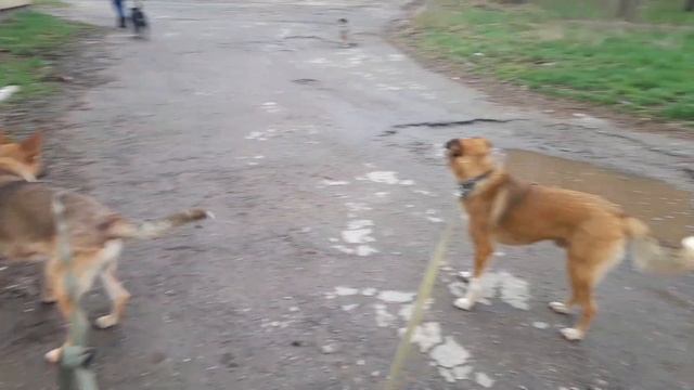 Приют "Карма"/ Как спасают животных в прифронтовом городе Горловка #приют #животныевдобрыеруки смотреть онлайн