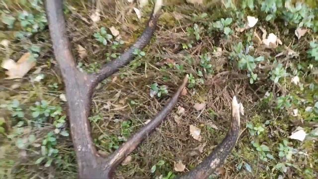 4 рога оленя .Поиск рогов оленя . смотреть онлайн