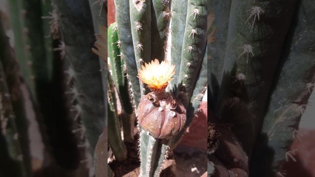 ?Cactus Astrophytum Asterias Kikko Turtle Purple v. Nudum Flor de Suculentas y Cactus Mexicano