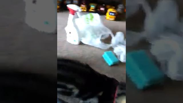 Dinky the munchkin cat! смотреть онлайн