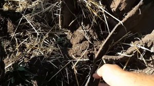 #1 Обработка почвы под будущий урожай канадского ячменя. Диски ПД 2.5