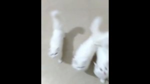 Persian Kittens Meowing ?