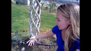 КРУГОВОЕ ПЛЕТЕНИЕ ФИКУСА !!!