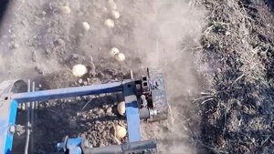 Уборка раннего картофеля день второй