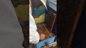 Бакфаст на акации 2017г.