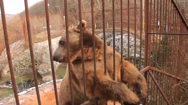 Медведь Тимофей   танцует и стесняется
