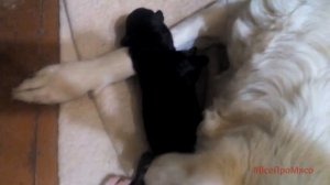 Анина собака родила щенят. Забавные щенки!