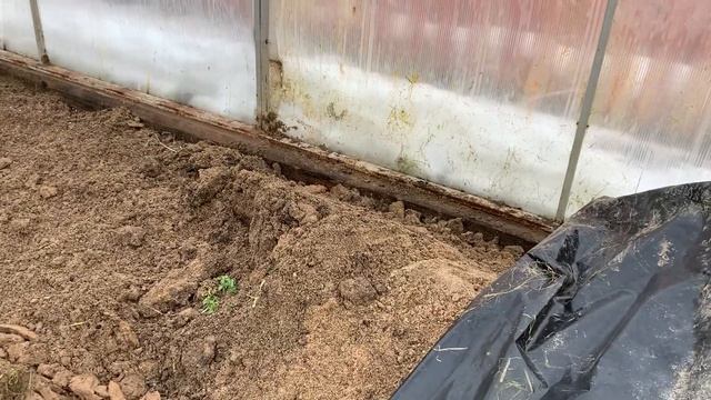 Посев сидеритов в теплицу в феврале. Фацелия смотреть онлайн