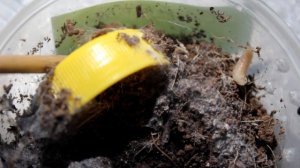 Кормление паука-птицееда Hapalopus SP. Columbia Gross. Сомнительная охота на опарыша.