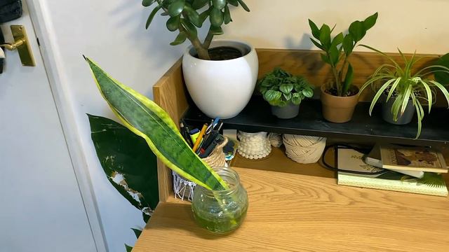 House Plant Bedroom Tour | BEDROOM GROW LIGHT SET UP 🌿