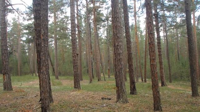 Забытые способы ориентирования. По наклону стволов деревьев