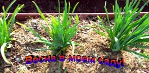 "Чеснок" #Огород #Сад #Дача