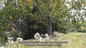 Что стреляет в глушитель - причины хлопков из выхлопной трубы