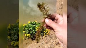 Роголистник в пруду