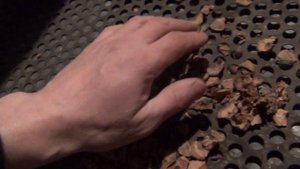 Переработка кедровой шишки в кедровый орех заготовка Охота Тайга Сибирь Кедр