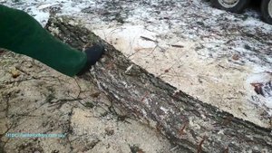 Бензопила EFCO MTH 560 в деле