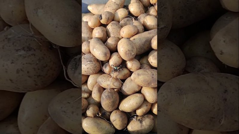ЛУЧШИЙ УРОЖАЙ КАРТОФЕЛЯ за 5 лет #дача #лето #деревня