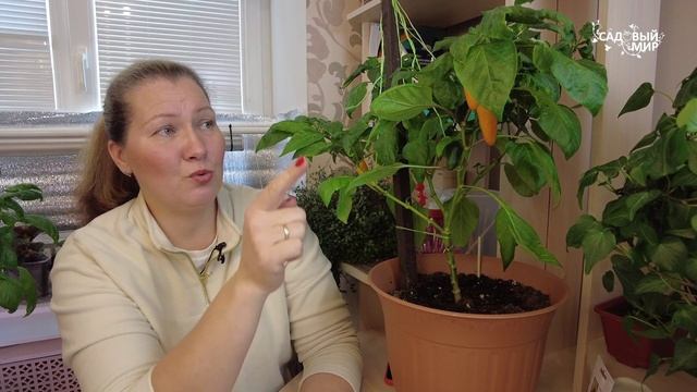 ПЕРЕЦ ПЕРЕД ПОСЕВОМ - ТЕСТИРУЮ НА  УРОЖАЙНОСТЬ.