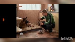 Возвращение Мухтара (Интересный ролик Артём и Мухтар)