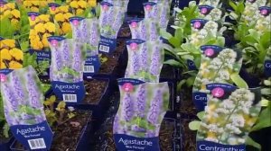 Цветочный РАЙ. Садовый центр в Голландии: LIFE & GARDEN.  Апрель,2018.