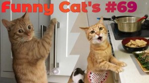 Смешные коты #69.mp4