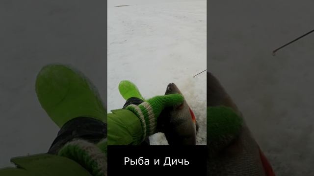 Поклёвка крупного окуня на блесну смотреть онлайн