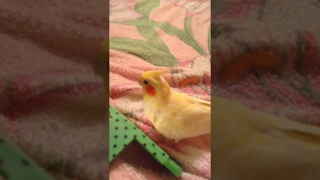 Где купить молодую и здоровую птицу . смотреть онлайн