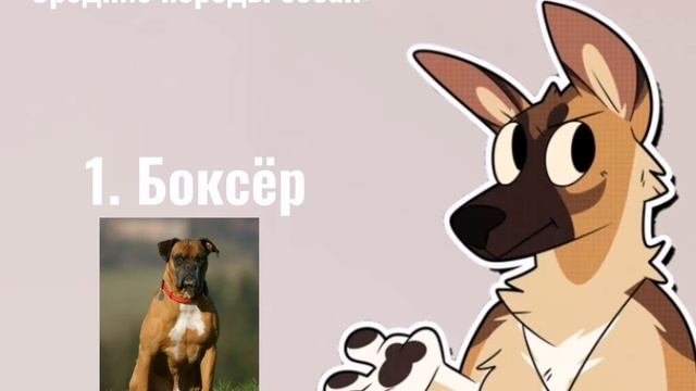 Породы собак для квартиры, от маленьких, до больших пород собак. (не все перечислены.) | КрутойПёс