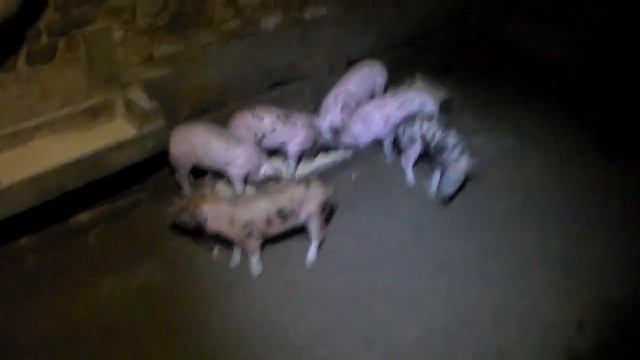 Месячные поросята ,готовы к продаже ,жизнь без забот на глубокой подстилке. смотреть онлайн