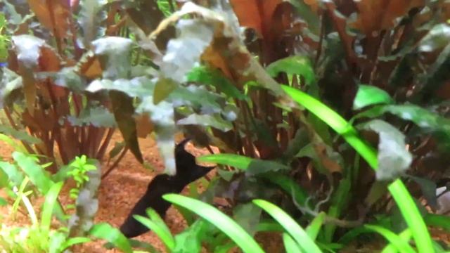 Скалярия заболела (лежит на дне, плавает с трудом) смотреть онлайн