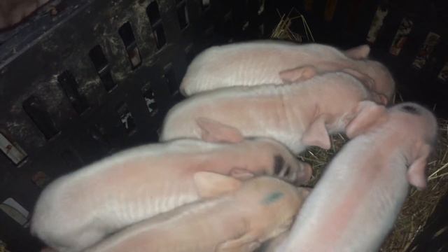 А у нас поросята родились! Пополнение! смотреть онлайн