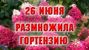 26 июня. Самый легкий способ размножения гортензии метельчатой