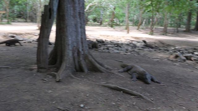 Вараны Комодо смотреть онлайн