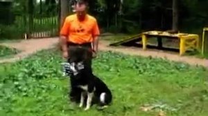 Дрессировка собак/Как одеть намордник/ Приучение к наморднику.