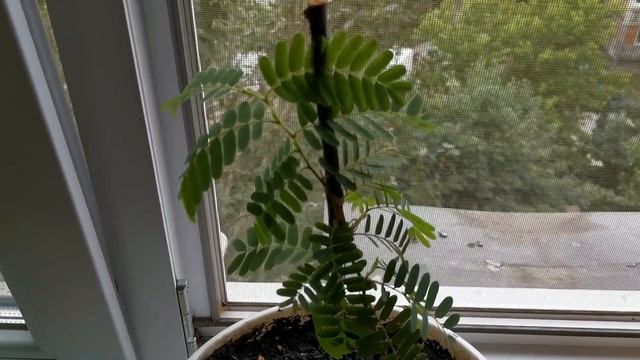 Дерево тамаринд/Tamarind tree смотреть онлайн