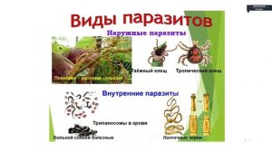 Биология - 9 класс - Закономерности биогеоценоза сукцессия, агроценоз