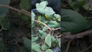 Результаты черенкования клематиса Комтесс Де Бушо