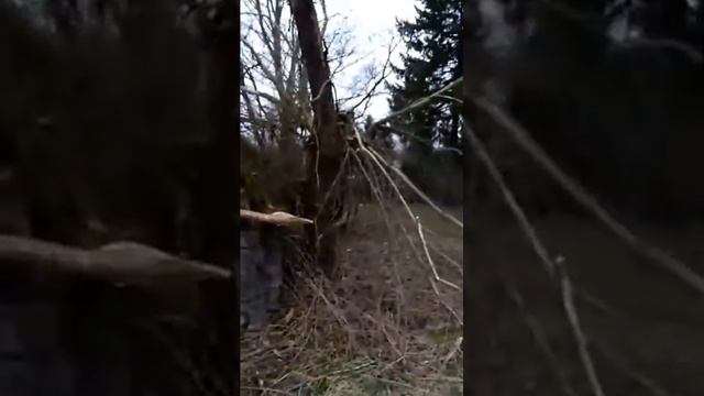 Там чудеса ,там леший бродит.. смотреть онлайн