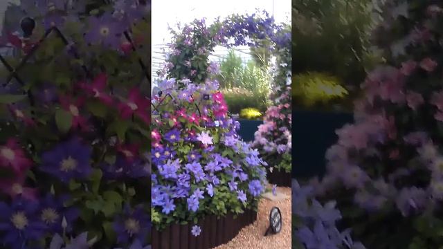 Thorncroft Clematis Chelsea Flower Show Gold Medal Exhibit 2011! смотреть онлайн