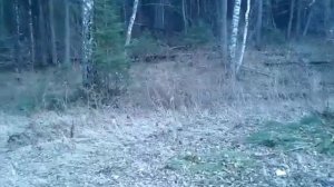 где живет оборотень