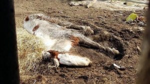 Она уже едва дышала медленно тонув в грязи