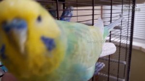 ? Учим попугая по имени Чика говорить, видеоурок 1: "Чика хорошая птичка"