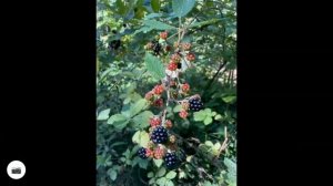 Поход на 50 км. Возрождение - Грозовые Ворота - лесное озеро - Эриванская - Адербиевка. Айда с нами