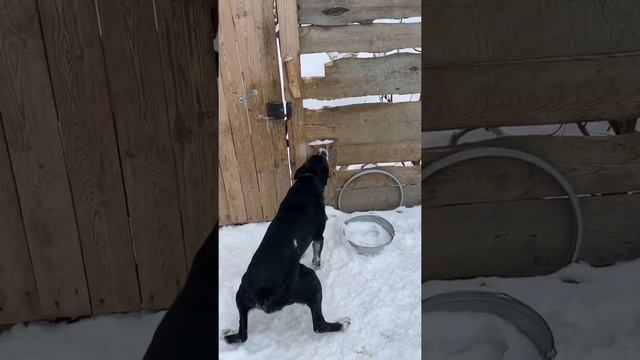 Черныш пошёл меня охранять смотреть онлайн