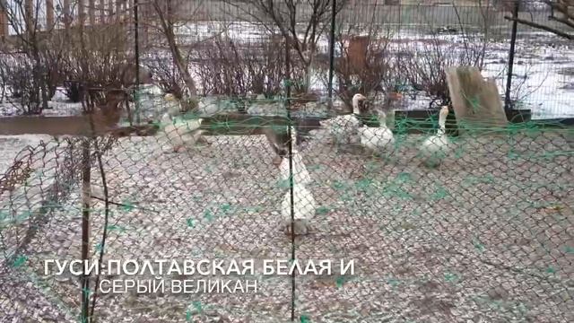 Птичий двор на даче в январе 2018 г.