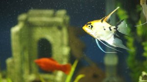 Скалярия на боку