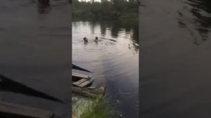 голышом в лесное озеро