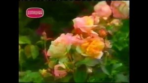 Розы Дэвида Остина (David Austin roses)