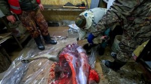 Добыли Мясо на Новый Год, Разделка Лося Просто Нож .